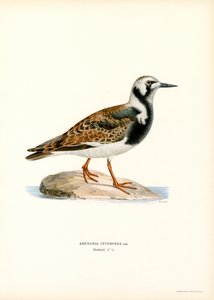 Voltapietre