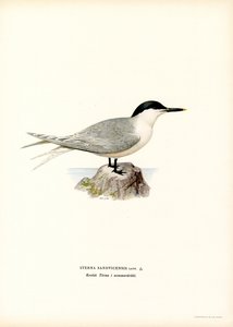 Sterna di Sandwich da Magnus Ferdinand and Wilhelm von Wright