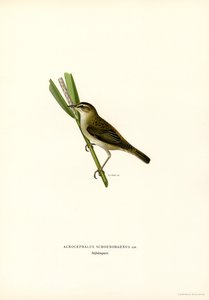 Cannaiola da Magnus Ferdinand and Wilhelm von Wright