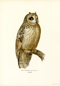 Gufo di palude da Magnus Ferdinand and Wilhelm von Wright