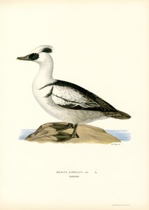 Smergo Minore
