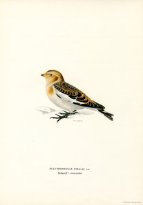 Zigolo delle nevi da Magnus Ferdinand and Wilhelm von Wright
