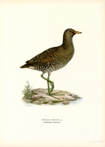 Schiribilla Grigiata