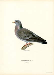 Colombella da Magnus Ferdinand and Wilhelm von Wright