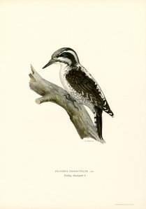 Picchio tridattilo