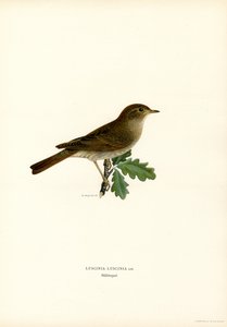 Usignolo di fiume da Magnus Ferdinand and Wilhelm von Wright