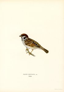 Passera mattugia