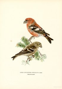Crociere bifasciato