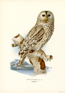 Gufo degli Urali da Magnus Ferdinand and Wilhelm von Wright