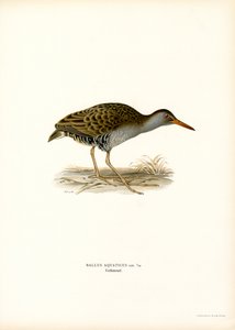 Rallo acquatico da Magnus Ferdinand and Wilhelm von Wright