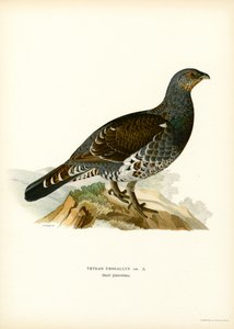 Gallo cedrone da Magnus Ferdinand and Wilhelm von Wright
