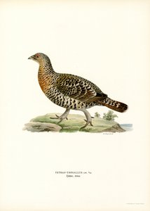 Gallo forcello