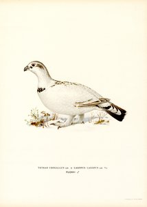 Gallo cedrone occidentale x Pernice bianca