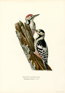 Picchio dorsobianco da Magnus Ferdinand and Wilhelm von Wright