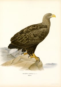 Aquila di mare da Magnus Ferdinand and Wilhelm von Wright