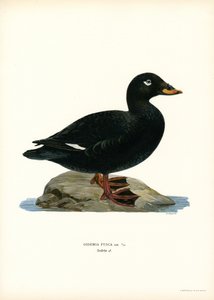 Orchetto marino