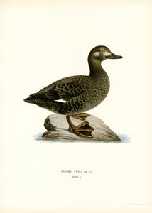Orchetto marino