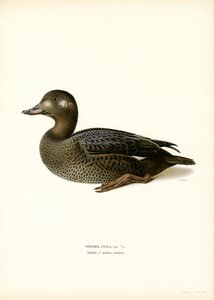 Orchetto marino