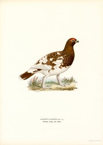 Pernice bianca