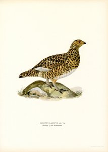 Pernice bianca