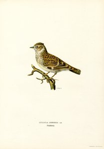 Tottavilla