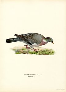 Piccione selvatico da Magnus Ferdinand and Wilhelm von Wright