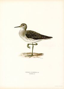 Piro-piro boschereccio