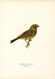 Zigolo giallo