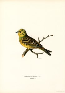 Zigolo giallo