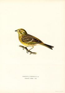 Zigolo giallo (Emberiza citrinella)