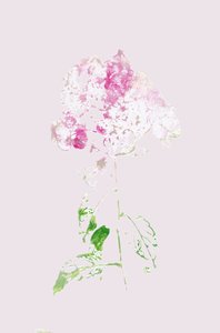 Astratto: Fioritura rosa da Maira Ribena
