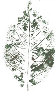 Stampa botanica con foglie