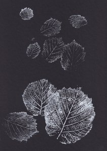Stampe botaniche di foglie