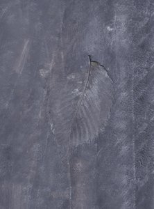 Impressione di foglia scura da Maira Ribena
