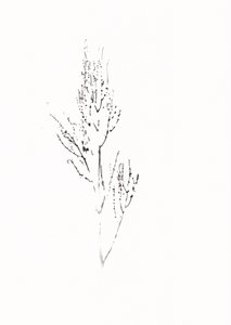 Delicato disegno botanico da Maira Ribena