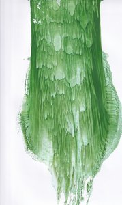 Fluid Green - Estratto da Maira Ribena