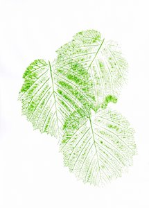 Stampe con foglie verdi fresche