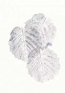 Texture minimaliste di foglie