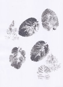Impronte di foglie di menta