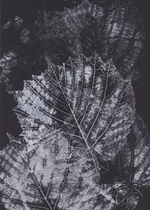 Studio monocromatico su una foglia
