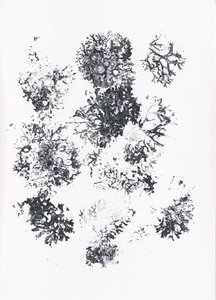 Forme botaniche biologiche da Maira Ribena