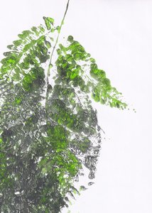 Felce verde biologica