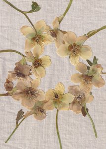 Ghirlanda di fiori pressati