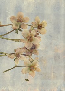 Fiori pressati in azzurro tenue da Maira Ribena