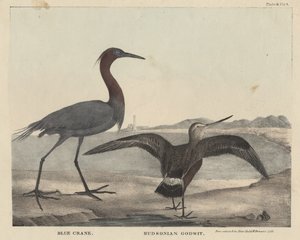 Gru blu, Godwit dell