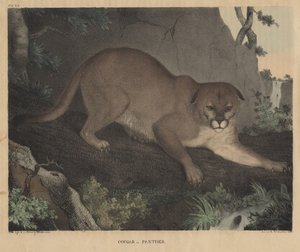 Puma o pantera, da 