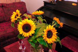 Girasoli gialli brillanti o Helianthus annuus dalle Ande in Colombia decorano una casa a Bogotá