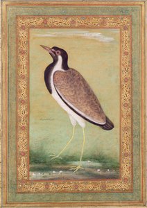 Pavoncella indiana, c.1800
