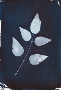 Cianotipia, 2023 (cianotipia su carta) da Marco Campedelli