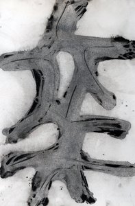 Ramas, 2014 (inchiostro su carta) da Marco Campedelli